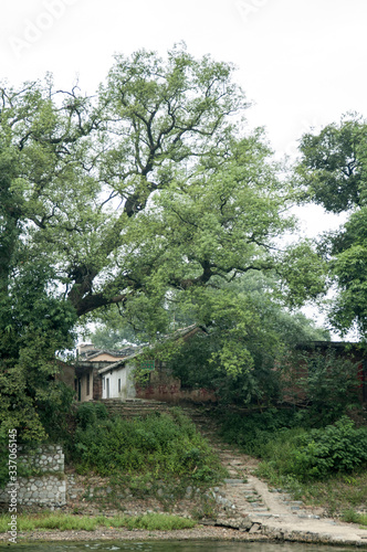 rural china, house with tree