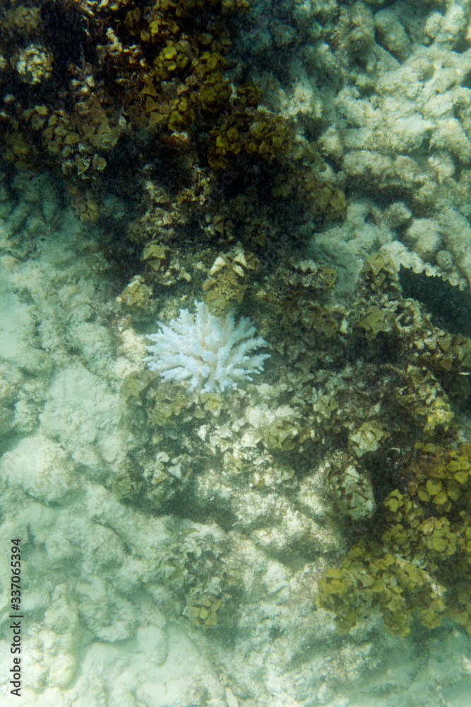 The coral bleaching in Seychelles