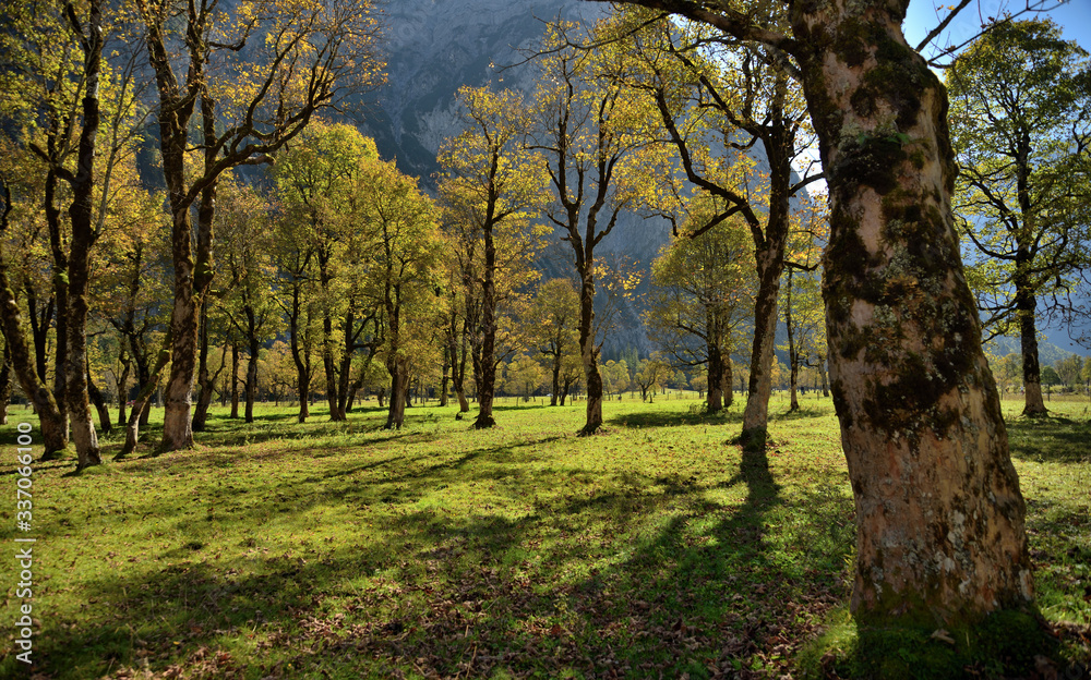 Der große Ahornboden im Karwendel zur Herbstzeit Der große Ahornboden im Karwendel zur Herbstzeit