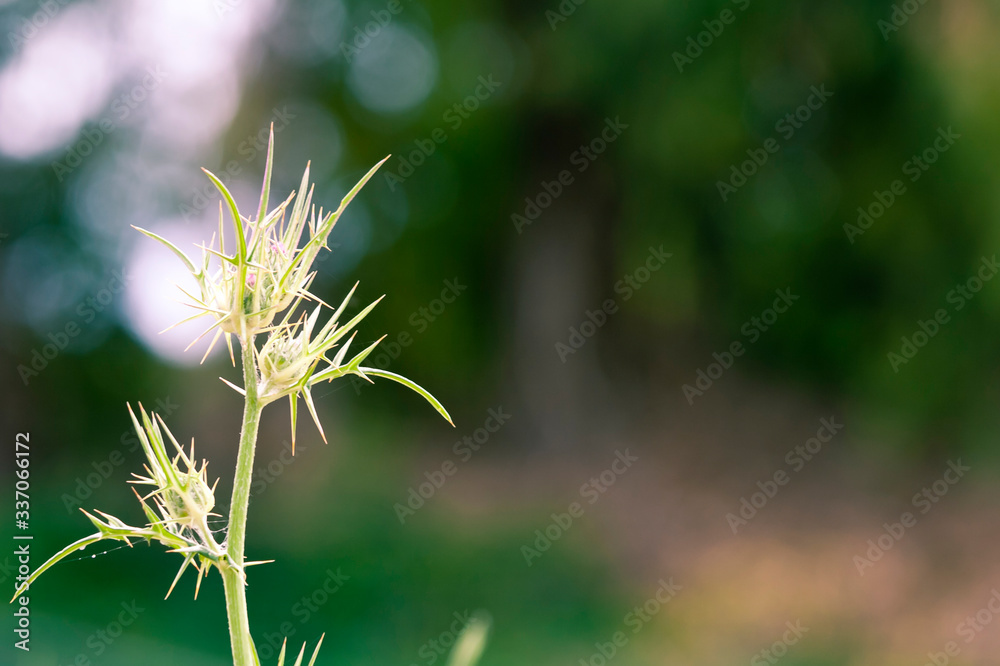 Obraz premium thistle stem with sharp prickles on a bright background