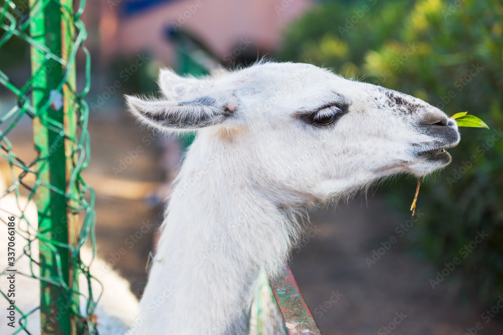 Cute llama's head at the zoo. Lama chews a leaf. Funny portrait of a white llama.