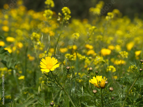Yellow wildflowers in the meadow © Olga