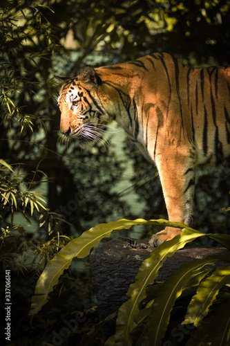 Big tiger