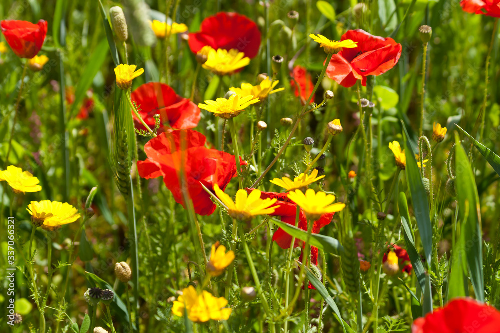 Fototapeta premium Colorful wildflowers among green grass