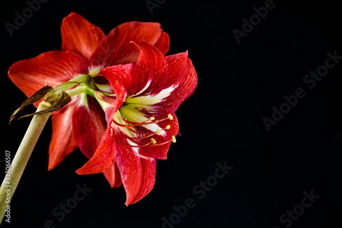 red flower on black background