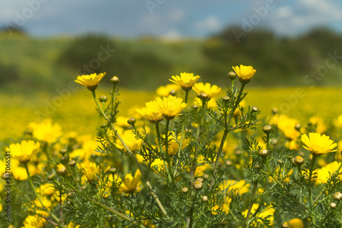 Yellow daisies in the meadow