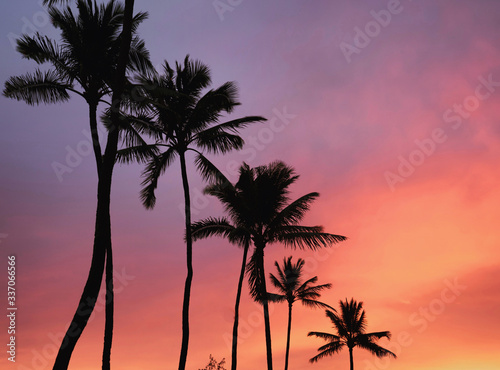 palm tree silhouette at sunset
