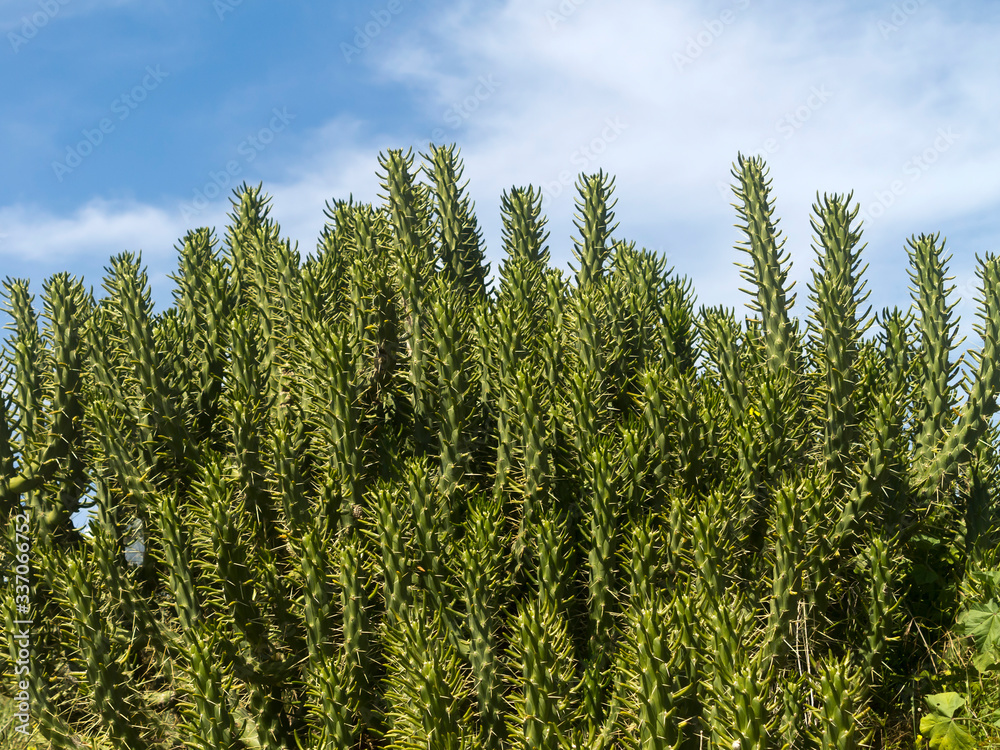 green thorny cactus stems in front of the blue sky and white clouds green thorny cactus stems in front of the blue sky and white clouds