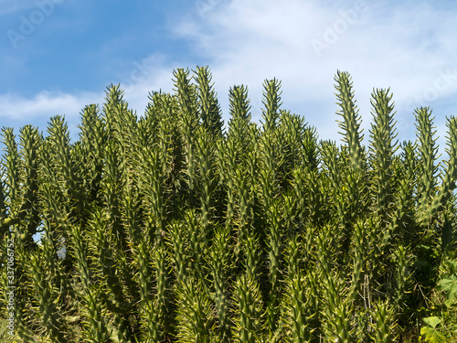 green thorny cactus stems in front of the blue sky and white clouds