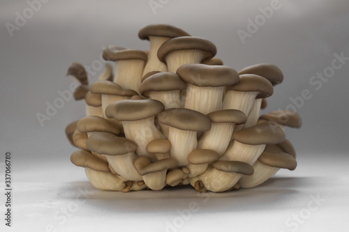 fresh oyster mushrooms side view many cut small