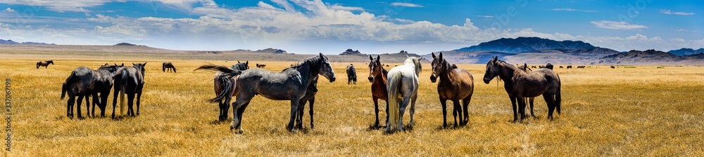 Obraz premium Desert Wild Horses