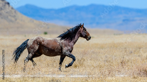 Desert Wild Horses © Brent