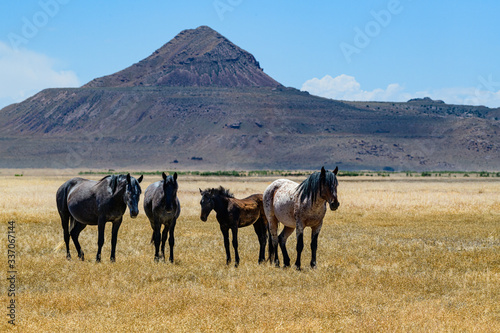 Desert Wild Horses