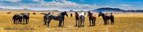 Fototapeta Naklejka Na Ścianę i Meble -  Desert Wild Horses