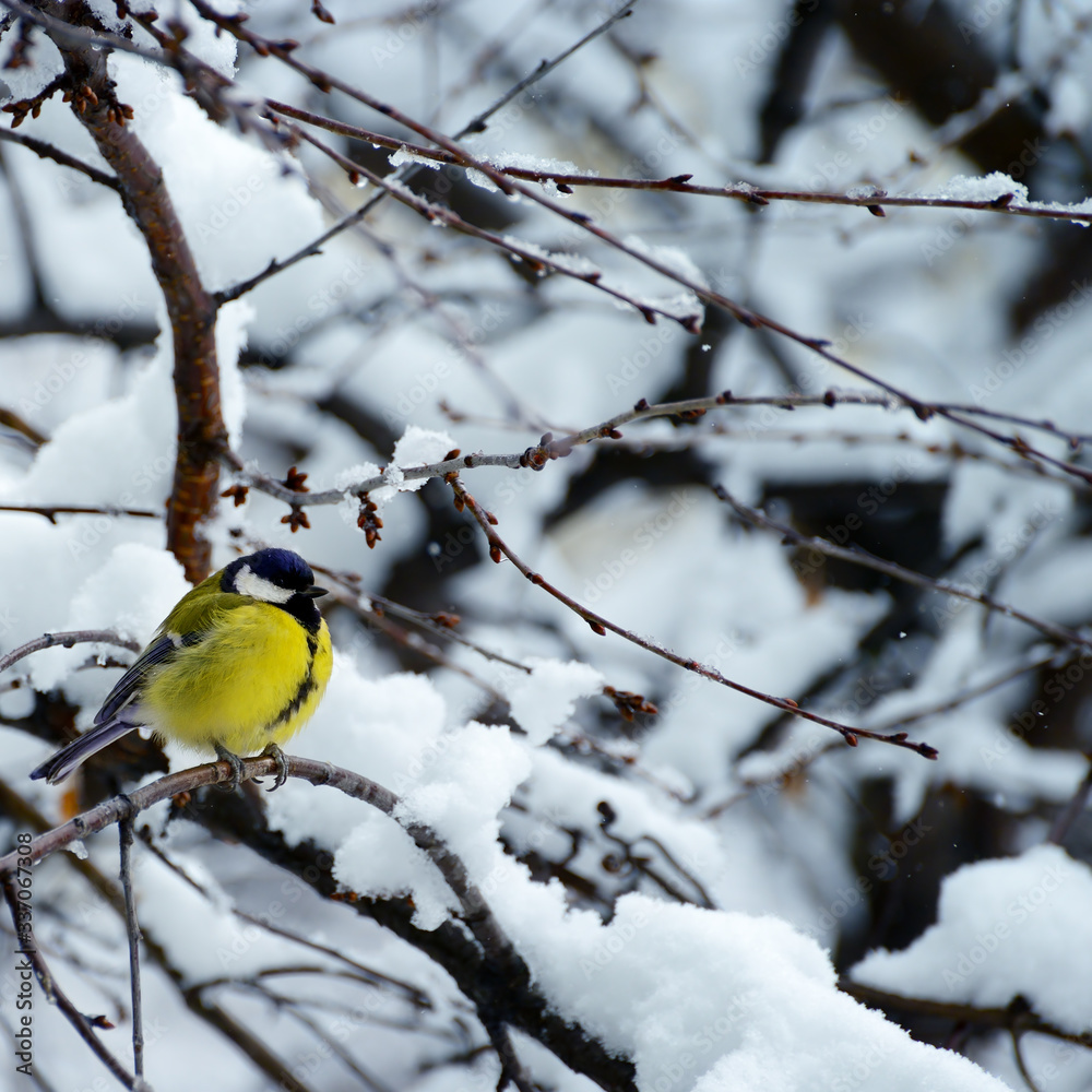 Obraz premium A tit sits on a tree branch amid snow and hoarfrost.