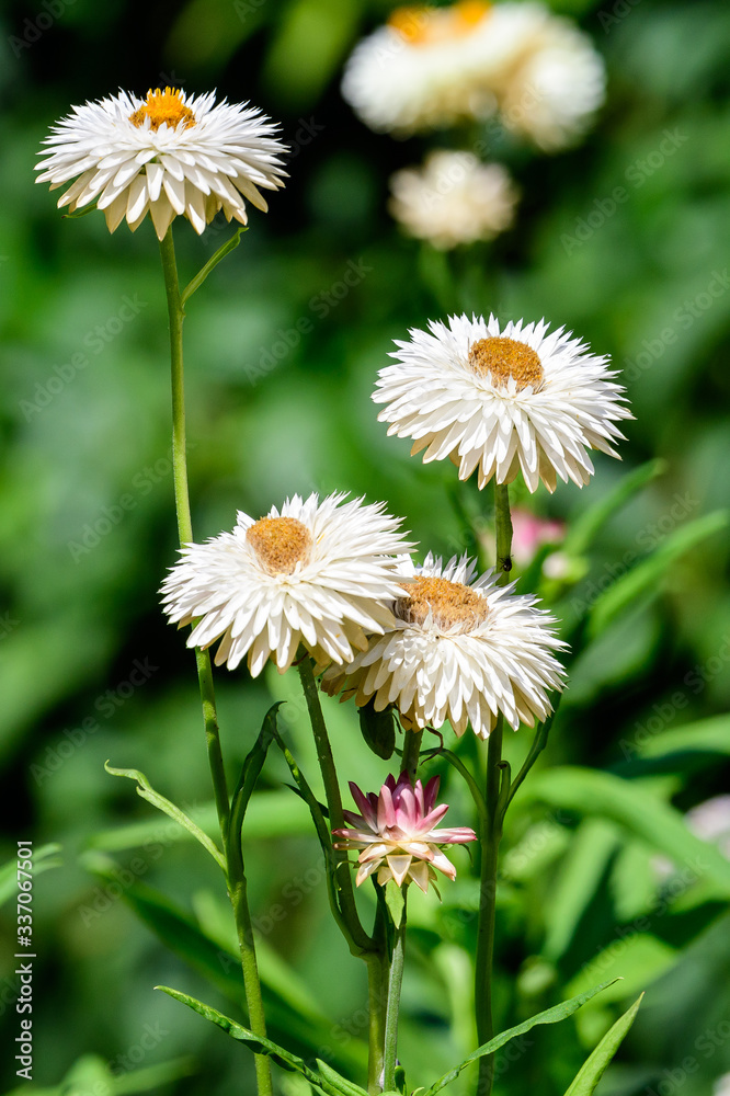 Many white flowers of Rhodanthe plant, commonly known as sunrays or pink paper daisies, in a sunny spring garden, fresh natural outdoor and floral background
Many white flowers of Rhodanthe plant, commonly known as sunrays or pink paper daisies, in a sunny spring garden, fresh natural outdoor and floral background