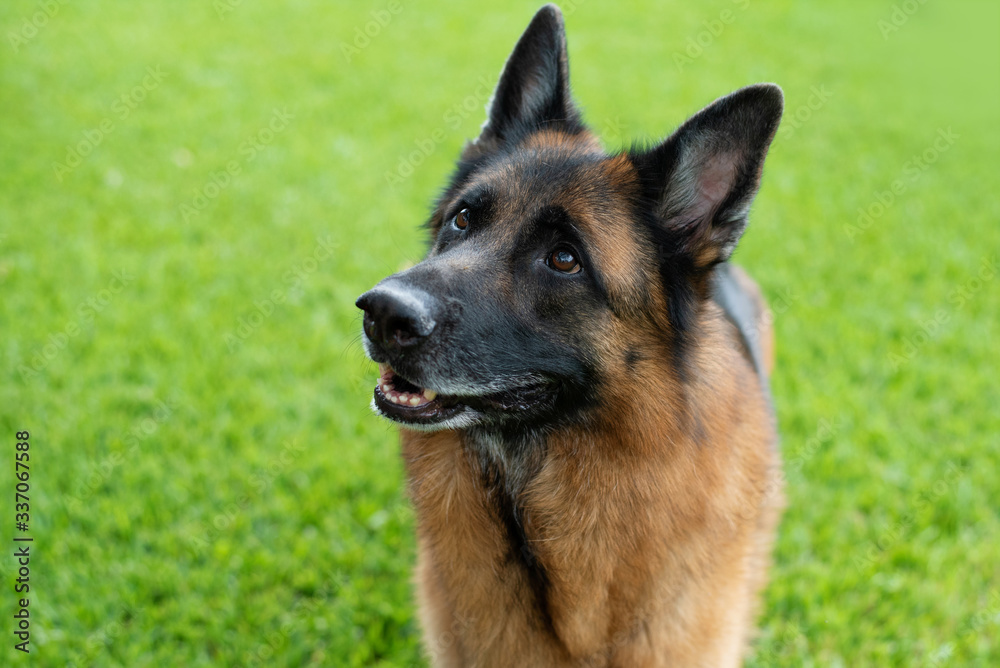 Red and black German Shepherd enjoying his backyard on a warm summer day, looking up at squirrels
Red and black German Shepherd enjoying his backyard on a warm summer day, looking up at squirrels
