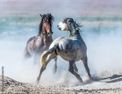 Desert Wild Horses