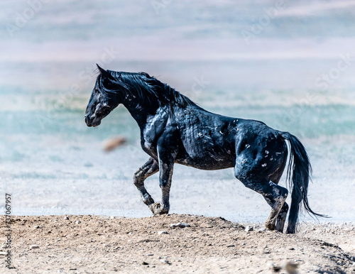 Desert Wild Horses