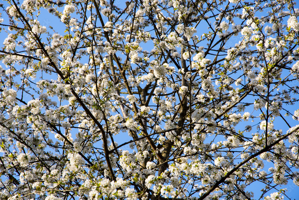 Zweige im Frühling Zweige im Frühling