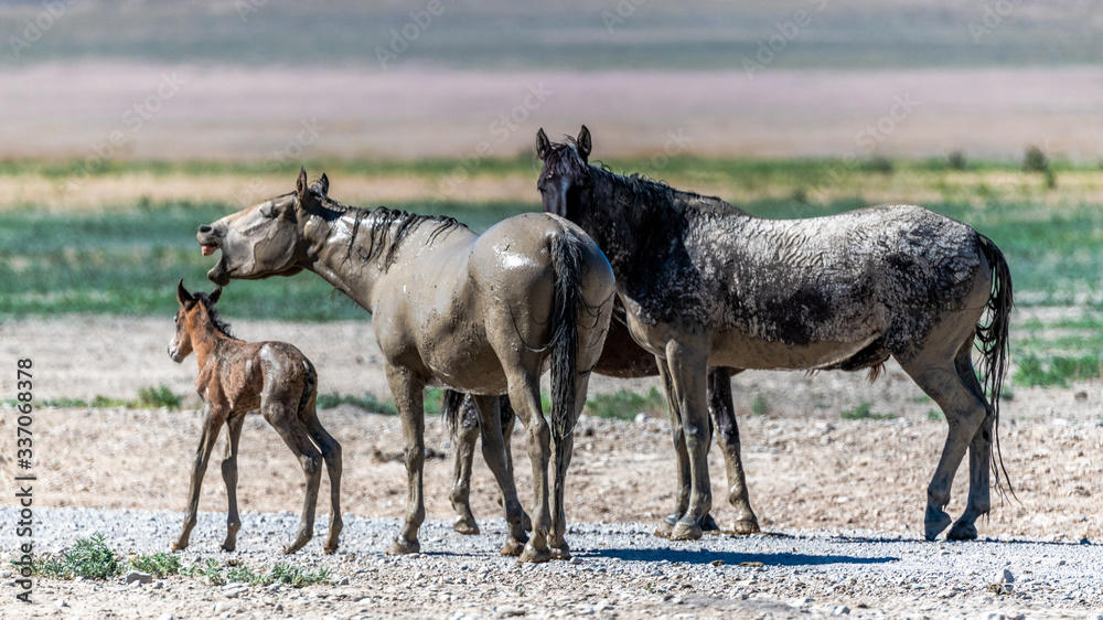 Fototapeta premium Desert Wild Horses