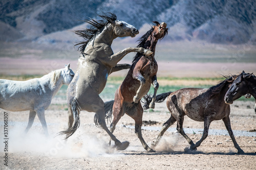 Desert Wild Horses