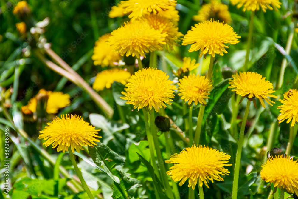 yellow dandelions in the grass. beautiful nature background. view from above yellow dandelions in the grass. beautiful nature background. view from above