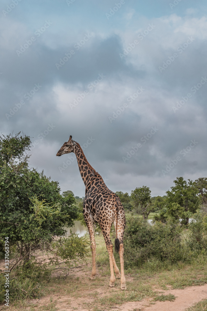 Obraz premium Żyrafa oddala całe ciało w afrykańskim buszu