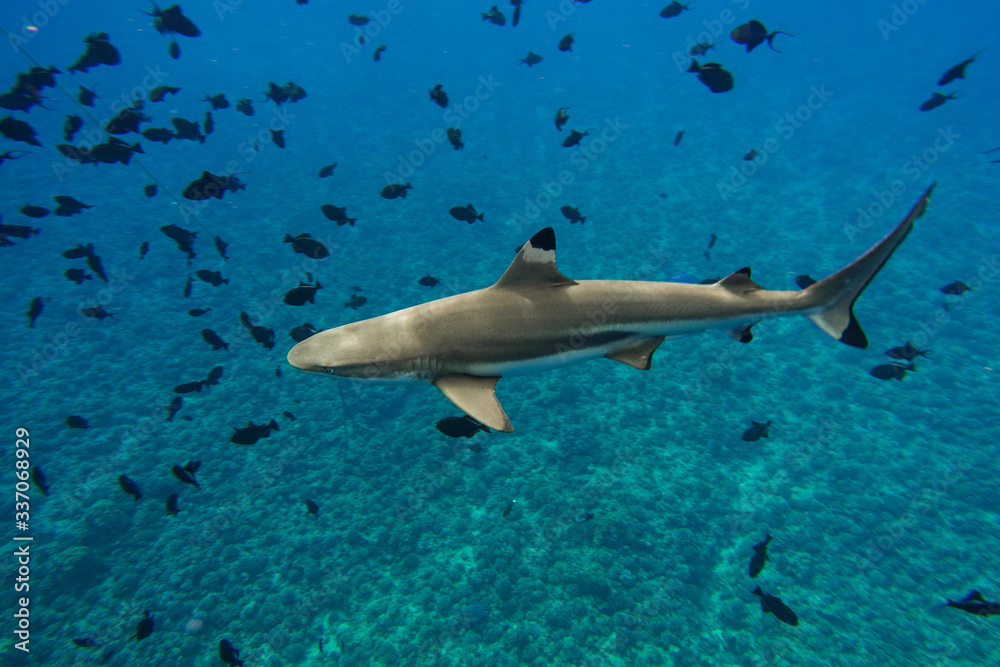 Obraz premium Blacktip Reef Shark and Tropical Fish Under Blue Pacific Ocean in Bora Bora French Polynesia