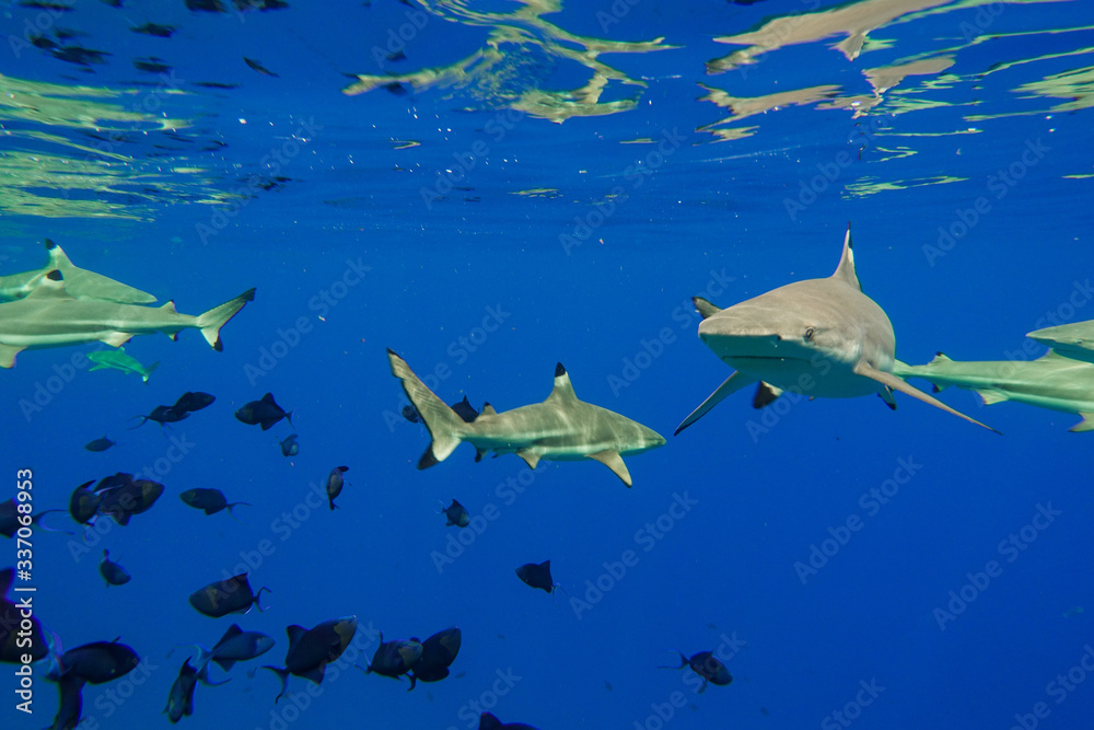 Obraz premium Blacktip Reef Shark and Tropical Fish Under Blue Pacific Ocean in Bora Bora French Polynesia