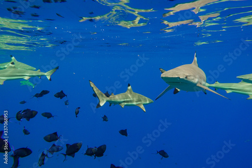 Blacktip Reef Shark and Tropical Fish Under Blue Pacific Ocean in Bora Bora French Polynesia