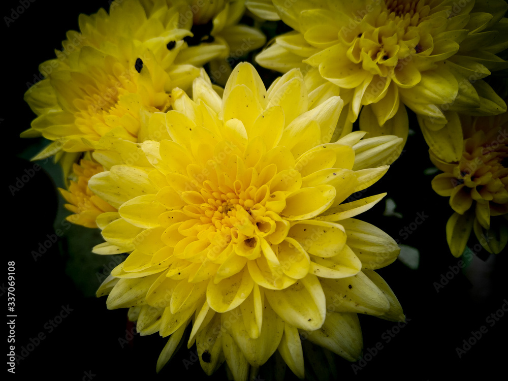 yellow chrysanthemum flowers blooming on black background vignettes frame, nature photography, natural scenery