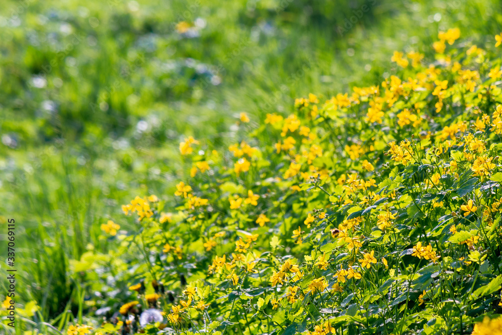 yellow blooming of the greater celandine. wild herbs on the grassy meadow on a sunny day. the plant from poppy family is also known as Chelidonium majus or tetterwort an used in medicine