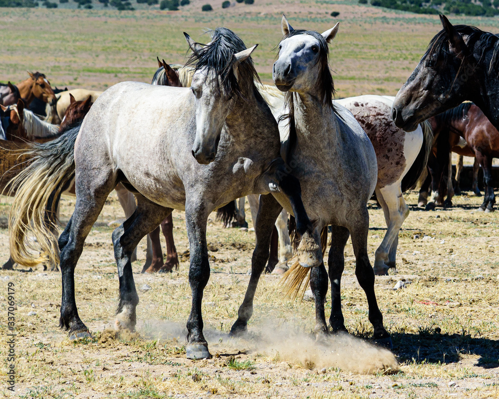 Obraz premium Desert Wild Horses