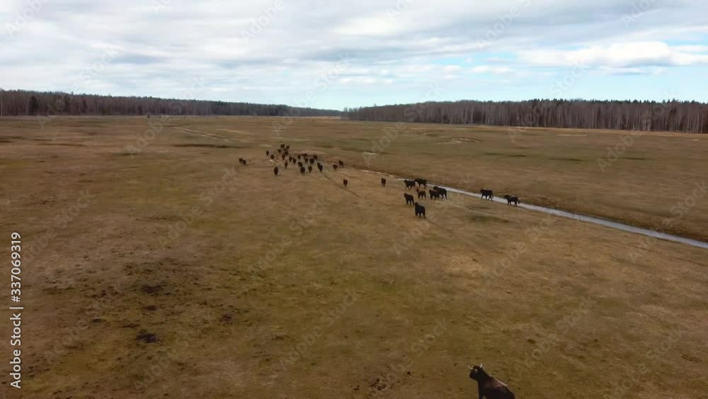 Aerial View Above Wild Cows With Young Calfs and Heck Cattle Konik Horses and Foals Grazing and Eating Grass in the Dunduru Meadows and River In Background Nature Park Latvia Wide Shot
Aerial View Above Wild Cows With Young Calfs and Heck Cattle Konik Horses and Foals Grazing and Eating Grass in the Dunduru Meadows and River In Background Nature Park Latvia Wide Shot
