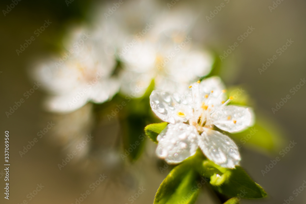 Branches of blossoming apricot macro with soft focus on gentle light sky background in sunlight with copy space. Beautiful floral image of spring nature. Effect of highlight. Shallow depth of field Branches of blossoming apricot macro with soft focus on gentle light sky background in sunlight with copy space. Beautiful floral image of spring nature. Effect of highlight. Shallow depth of field