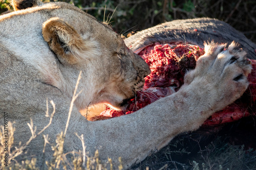 Lion feeding on a wildebeest carcass photo