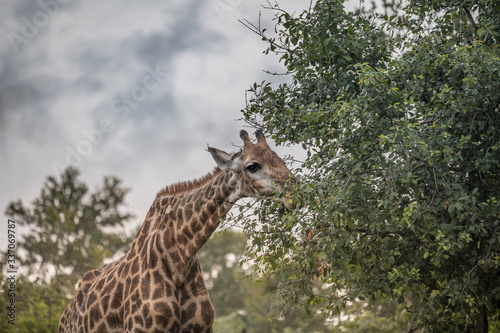 Shoulder neck and head of African giraffe feeading in a tree