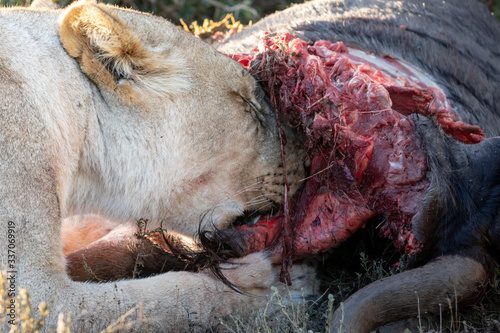 Lion feeding on a wildebeest carcass