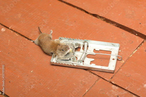 Dead mouse in a mousetrap kill