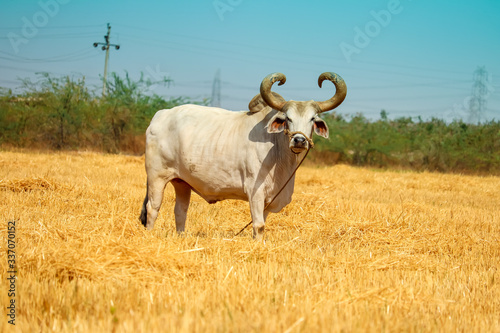 Tablou pe pânză Ox on a farm, looking straight ahead