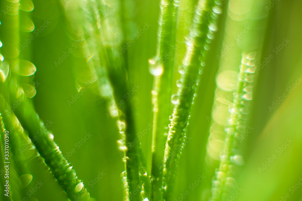 Green salad from onion in garden in droplets of water. Selective focus Green salad from onion in garden in droplets of water. Selective focus