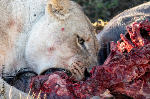 Photography Lion feeding on a wildebeest carcass