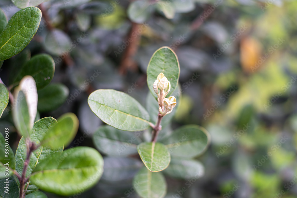 Closeup of feijoa tree shrub. Acca sellowiana or pineapple guava background
Closeup of feijoa tree shrub. Acca sellowiana or pineapple guava background