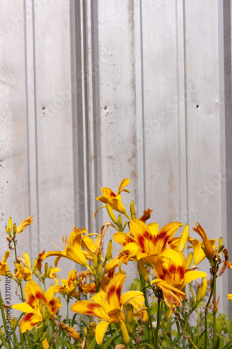 daylilies on tin wall