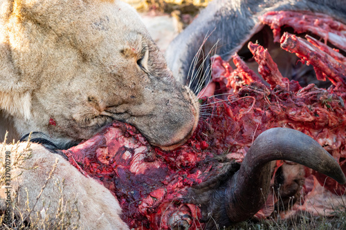 Photography lion feeding on a wildebeest carcass