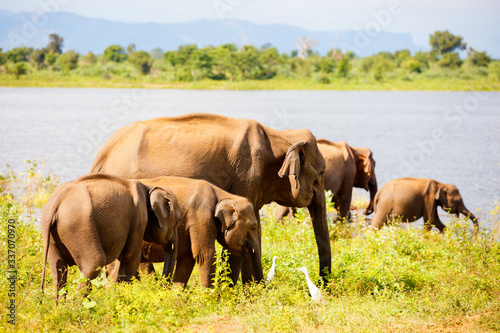 Wild elephants in Sri Lanka