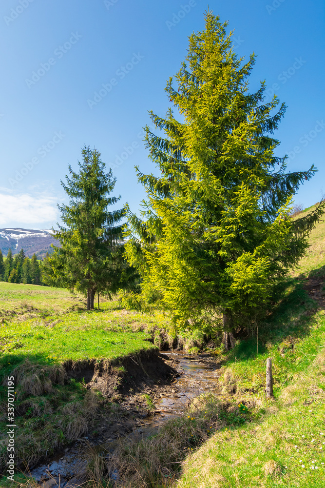 beautiful mountain landscape in springtime. trees on the grassy meadow. small brook in the valley. forested hills on the distant ridge with snow capped tops. idyllic scenery beautiful mountain landscape in springtime. trees on the grassy meadow. small brook in the valley. forested hills on the distant ridge with snow capped tops. idyllic scenery