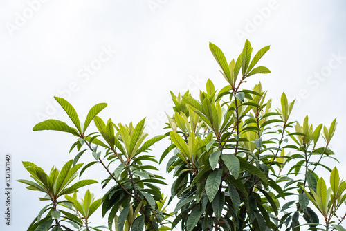 LOQUAT leaves from the loquat Tree  Eriobotrya japonica  also called May Apple  Japanese medlar   and or Japanese plum