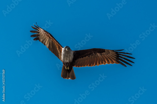 A kite hovers over the Andaman sea